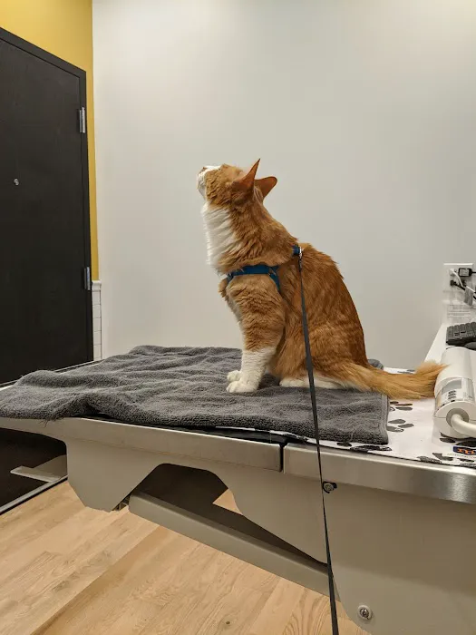 Oz Animal Hospital Rogers Park Picture 5