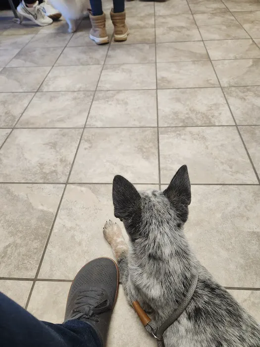 Americas Animal Clinic Picture 7