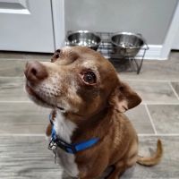 Americas Animal Clinic ico