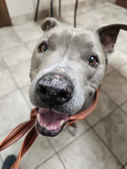 Americas Animal Clinic Picture 10