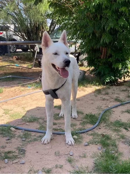 Spay Clinic Picture 1