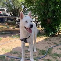 Spay Clinic ico