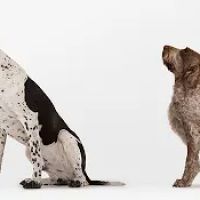 Angel Pet Hospital ico