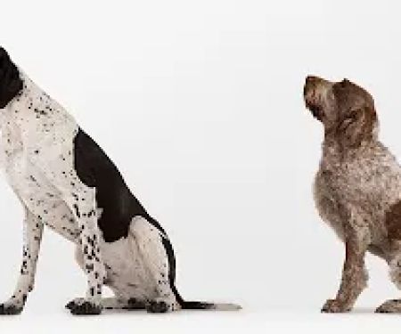 Angel Pet Hospital