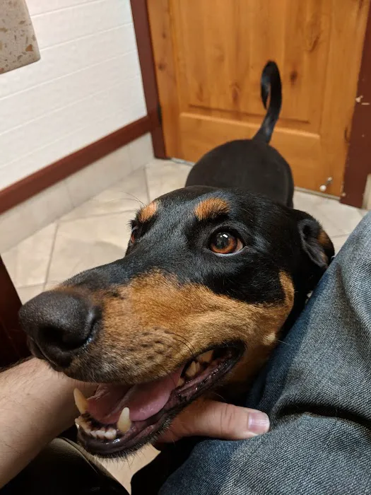 Angel Pet Hospital Picture 7