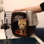 Woodhaven Veterinary Clinic