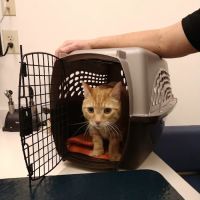 Woodhaven Veterinary Clinic ico