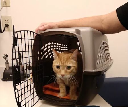 Woodhaven Veterinary Clinic