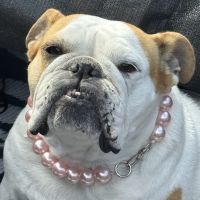 Richmond Beach Animal Hospital ico