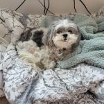 Banfield Pet Hospital