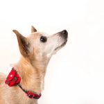 Twin Pines Animal Hospital