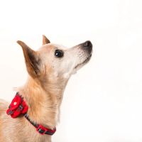 Twin Pines Animal Hospital ico