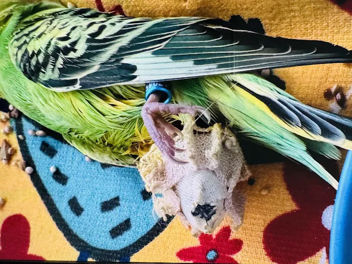 Center for Bird and Exotic Animal Medicine Picture 1