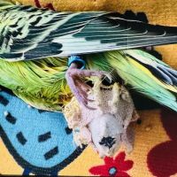 Center for Bird and Exotic Animal Medicine ico
