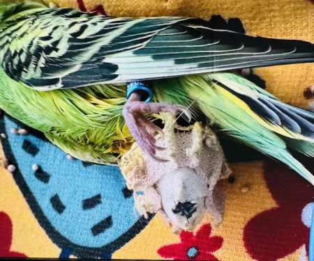 Center for Bird and Exotic Animal Medicine