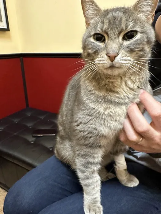 Cat Clinic At Canyon Park Picture 3
