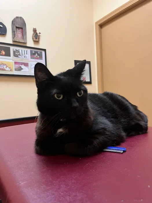 Cat Clinic At Canyon Park Picture 2