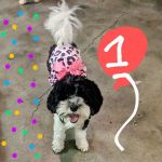 Cedar Plaza Veterinary Clinic