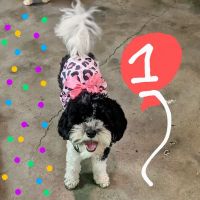 Cedar Plaza Veterinary Clinic ico