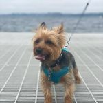 Canyon Park Veterinary Hospital