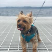 Canyon Park Veterinary Hospital ico