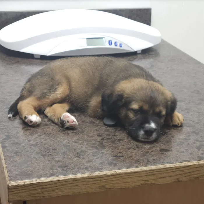 Canyon Park Veterinary Hospital Picture 9