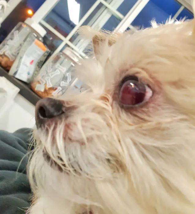 Animal Eye Clinic Inc Picture 6