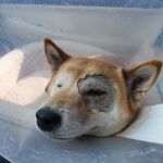Animal Eye Clinic Inc