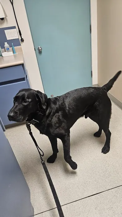 Evergreen Veterinary Hospital Picture 1