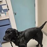 Evergreen Veterinary Hospital