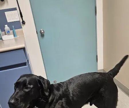 Evergreen Veterinary Hospital