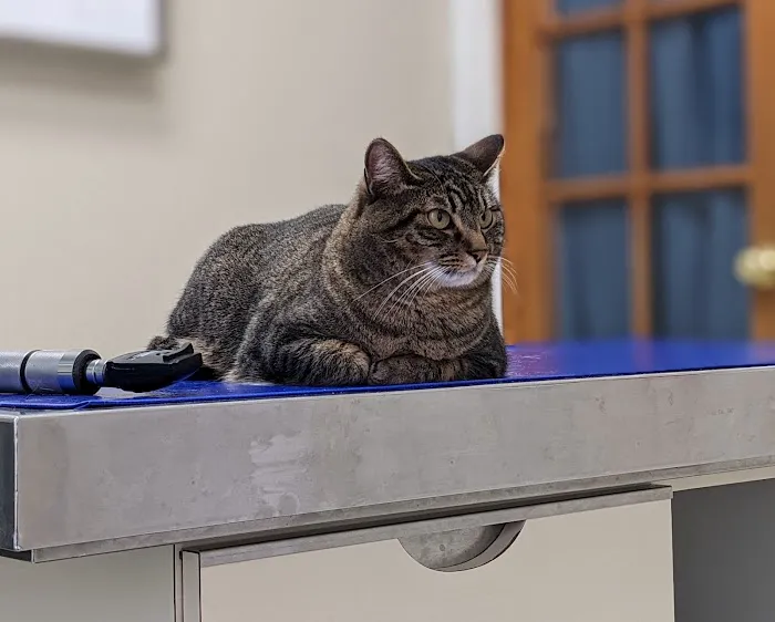 Hollywood Hill Animal Hospital Picture 9
