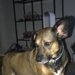 Hollywood Hill Animal Hospital