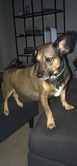 Hollywood Hill Animal Hospital Picture 2