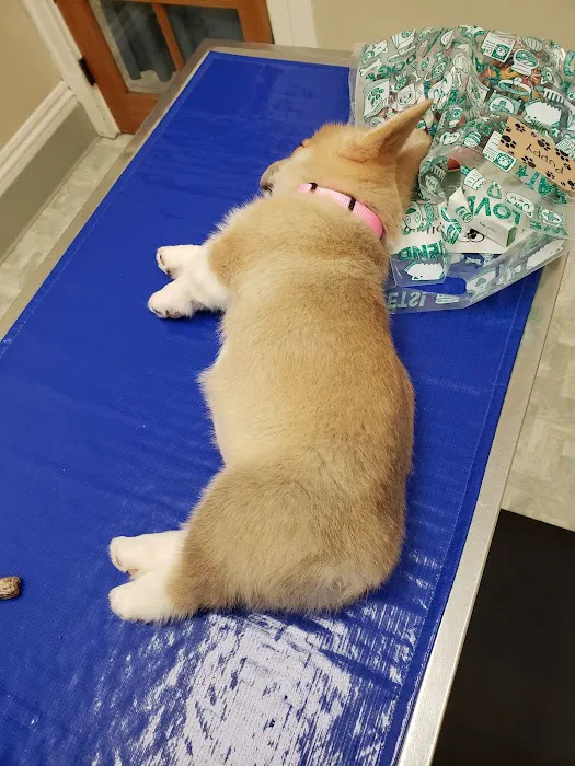Hollywood Hill Animal Hospital Picture 10