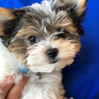 Woodinville Veterinary Hospital & Urgent Care Services ico