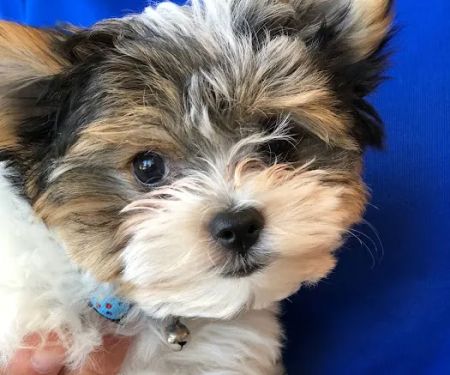 Woodinville Veterinary Hospital & Urgent Care Services