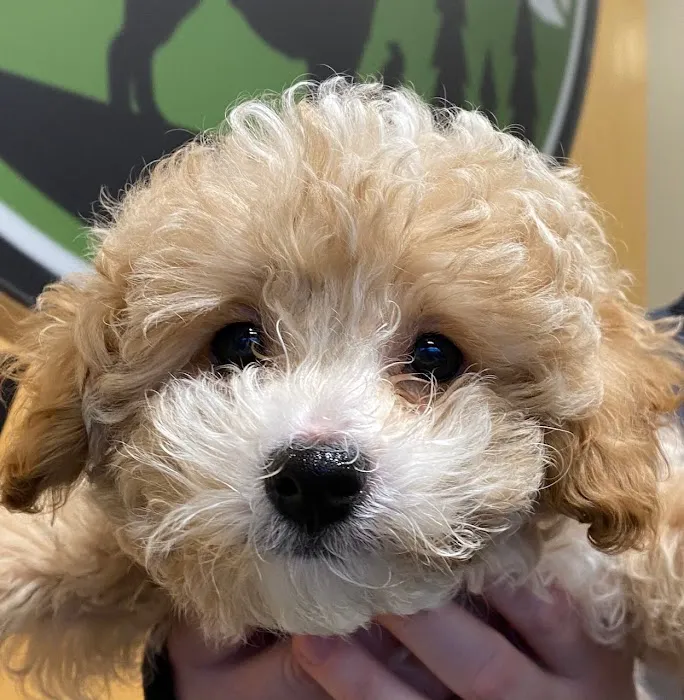 Woodinville Veterinary Hospital & Urgent Care Services Picture 7