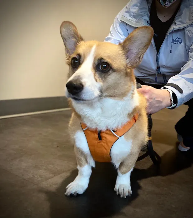 Woodinville Veterinary Hospital & Urgent Care Services Picture 4