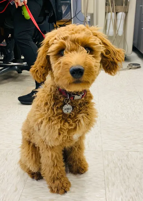 Woodinville Veterinary Hospital & Urgent Care Services Picture 5