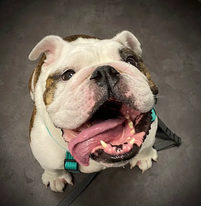 Woodinville Veterinary Hospital & Urgent Care Services Picture 10