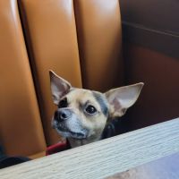 Banfield Pet Hospital ico