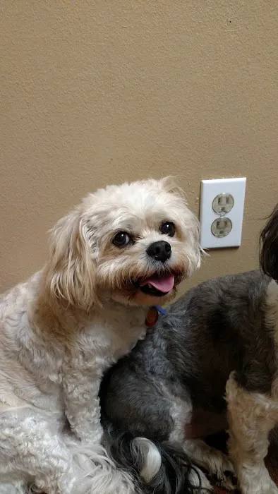 VCA Sno-Wood Animal Hospital Picture 9
