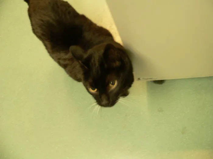 VCA Sno-Wood Animal Hospital Picture 6
