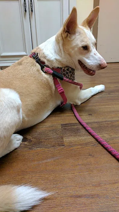VCA Sno-Wood Animal Hospital Picture 7