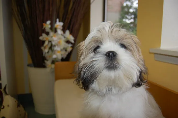 VCA Sno-Wood Animal Hospital Picture 3
