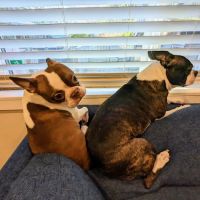 Edmonds Veterinary Hospital ico