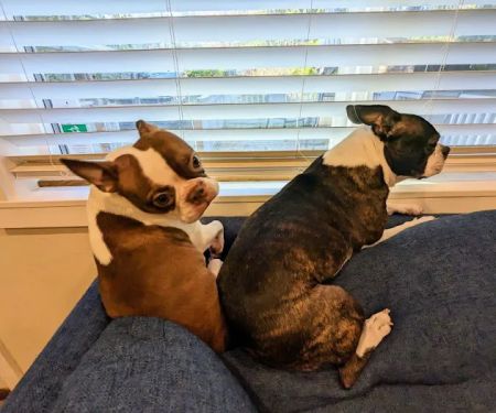 Edmonds Veterinary Hospital