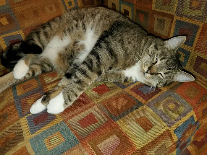 Edmonds Veterinary Hospital Picture 9