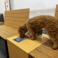 Banfield Pet Hospital ico